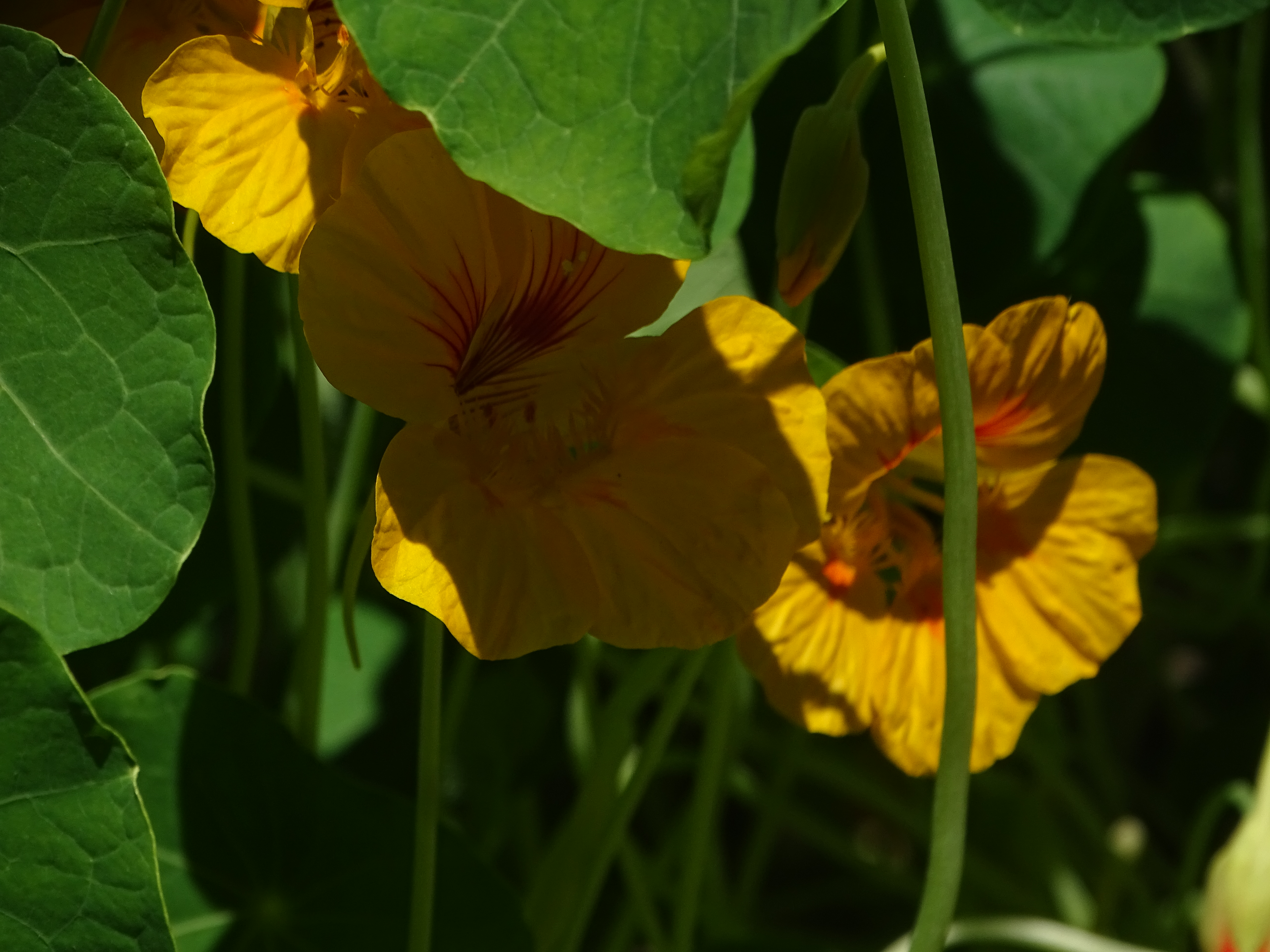 Autre capucine orange, détail des pétales